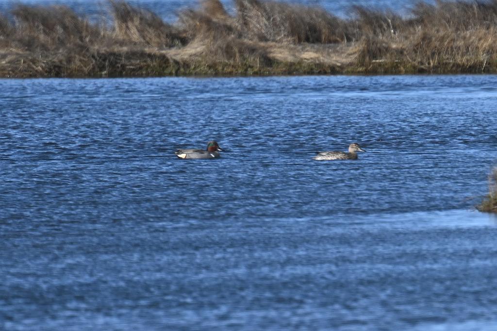 2025-04286630 Parker River  NWR, MA.JPG - Green-winged Teal.  Parker River National Wildlife Refuge, MA, 4-28-2025